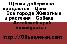 Щенки добермана  продаются › Цена ­ 45 000 - Все города Животные и растения » Собаки   . Алтайский край,Белокуриха г.